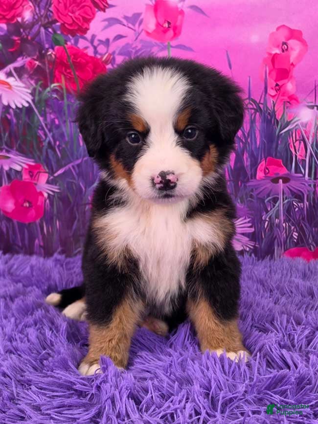 Bernese Mountain Dog dogs Daisy - Ad 1