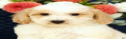 Bichpoo dogs for sale: Ender - Ad 9