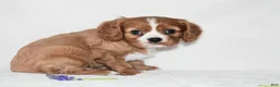 Cavalier King Charles Spaniel dogs for sale: Remy  - Ad 4