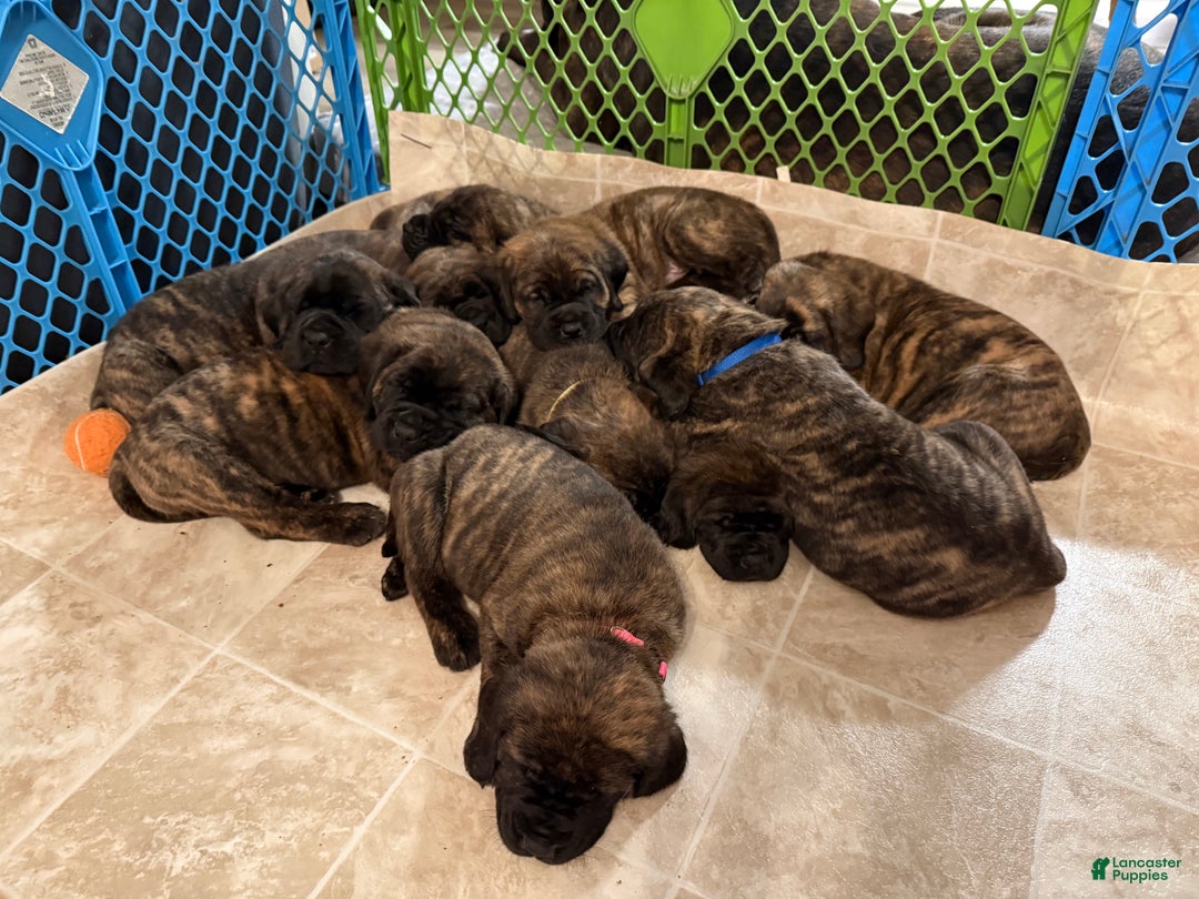 English Mastiff dogs for sale: English Mastiff Puppy “Purple” - Ad 8