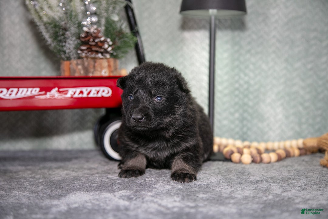 German Shepherd dogs for sale: Lincoln - Ad 2