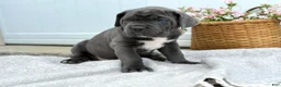 Cane Corso dogs for sale: Baron - Ad 9