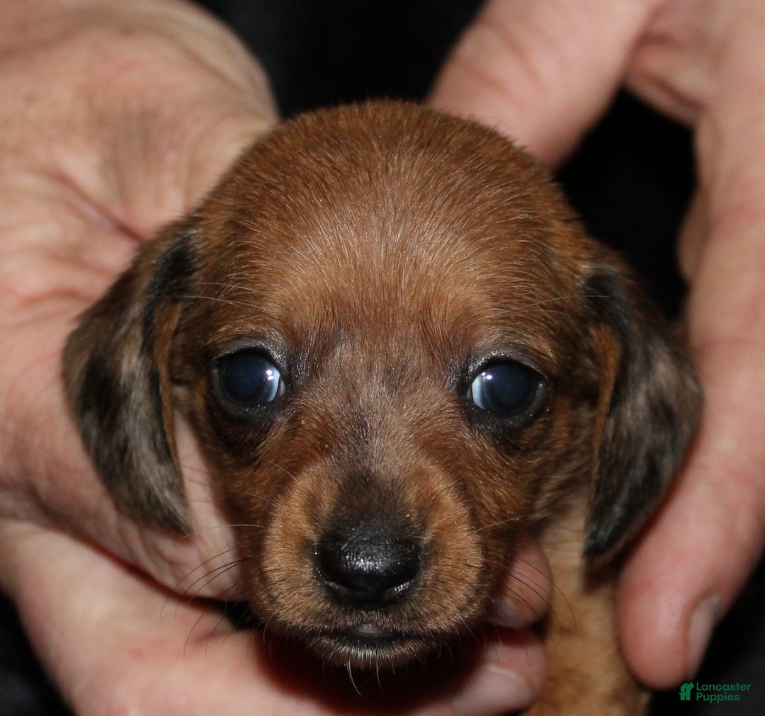 Miniature Dachshund dogs for sale: Steele - Ad 8