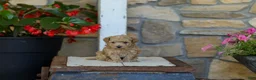 Miniature Poodle dogs for sale: AKC Shelly - Ad 4