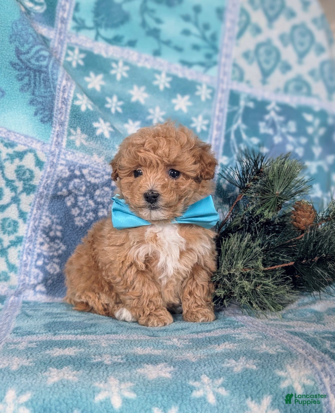 Havapoo dogs for sale: Blaine Ready for Christmas! - Ad 3