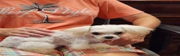 Maltese dogs for sale: Treasure - Ad 1