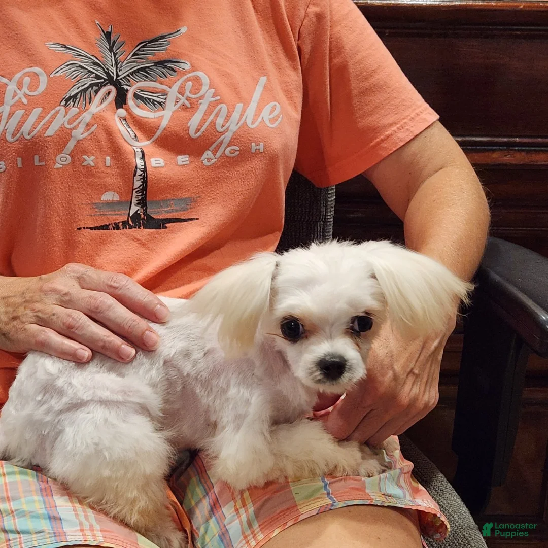 Maltese dogs for sale: Treasure - Ad 1