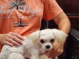 Maltese dogs for sale: Treasure - Ad 1