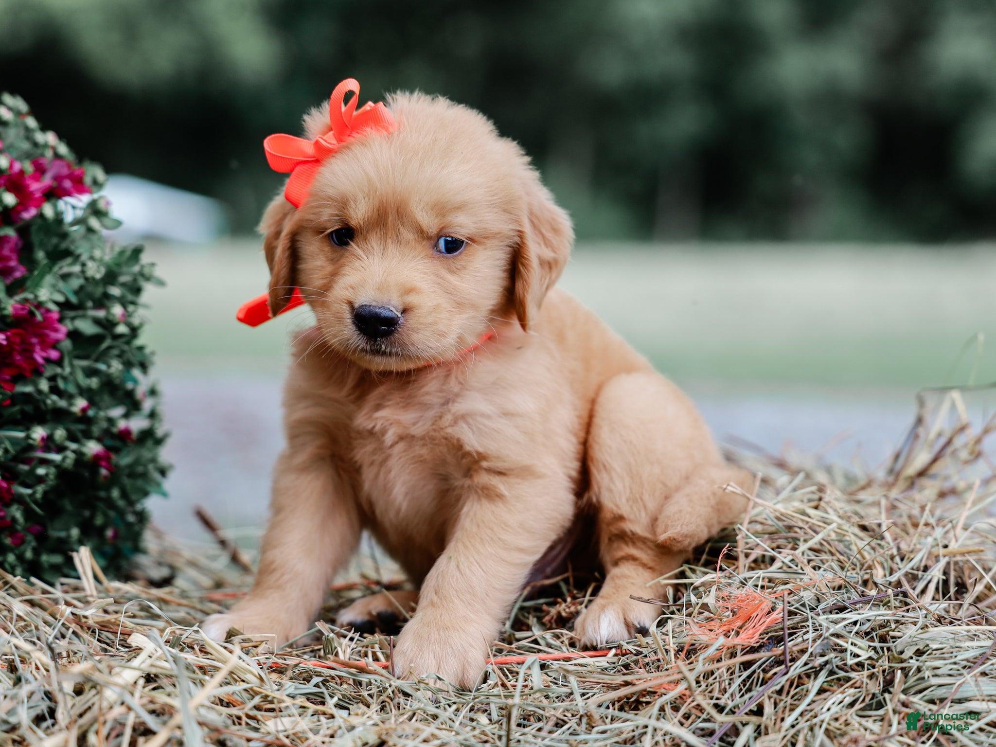 Golden Retriever dogs Alex AKC Golden Retriever Pup - Ad 1