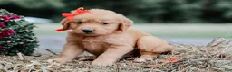 Golden Retriever dogs for sale: Alex AKC Golden Retriever Pup - Ad 1