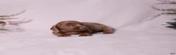 Miniature Dachshund dogs for sale: Snickers - Ad 10