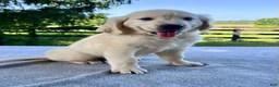 Golden Retriever dogs for sale: Owen - Ad 3