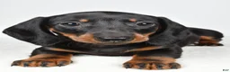 Dachshund dogs for sale: Remi - Ad 7