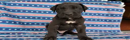 Great Dane dogs for sale: Philip Great Dane  - Ad 7