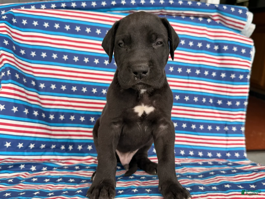 Great Dane dogs for sale: Philip Great Dane  - Ad 7