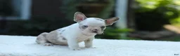 French Bulldog dogs for sale: Jewel - Ad 7