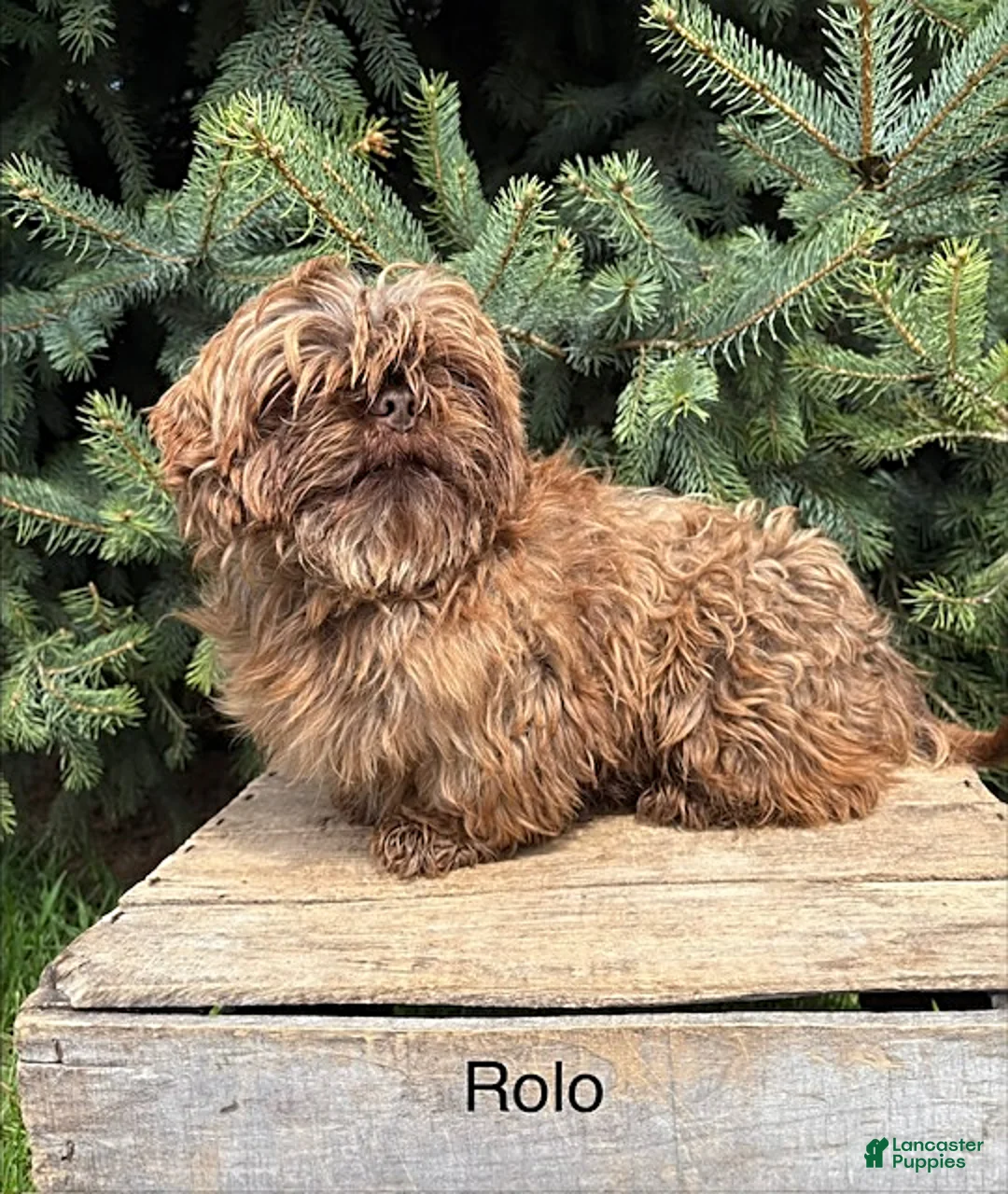 Shih Tzu dogs for sale: Lacey - Ad 4