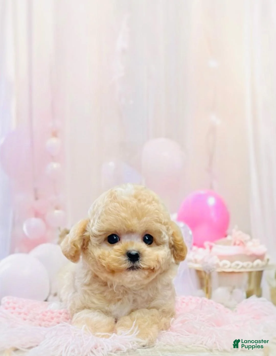 Miniature Poodle dogs for sale: Miniature Poodle Puppy 3 - Ad 2