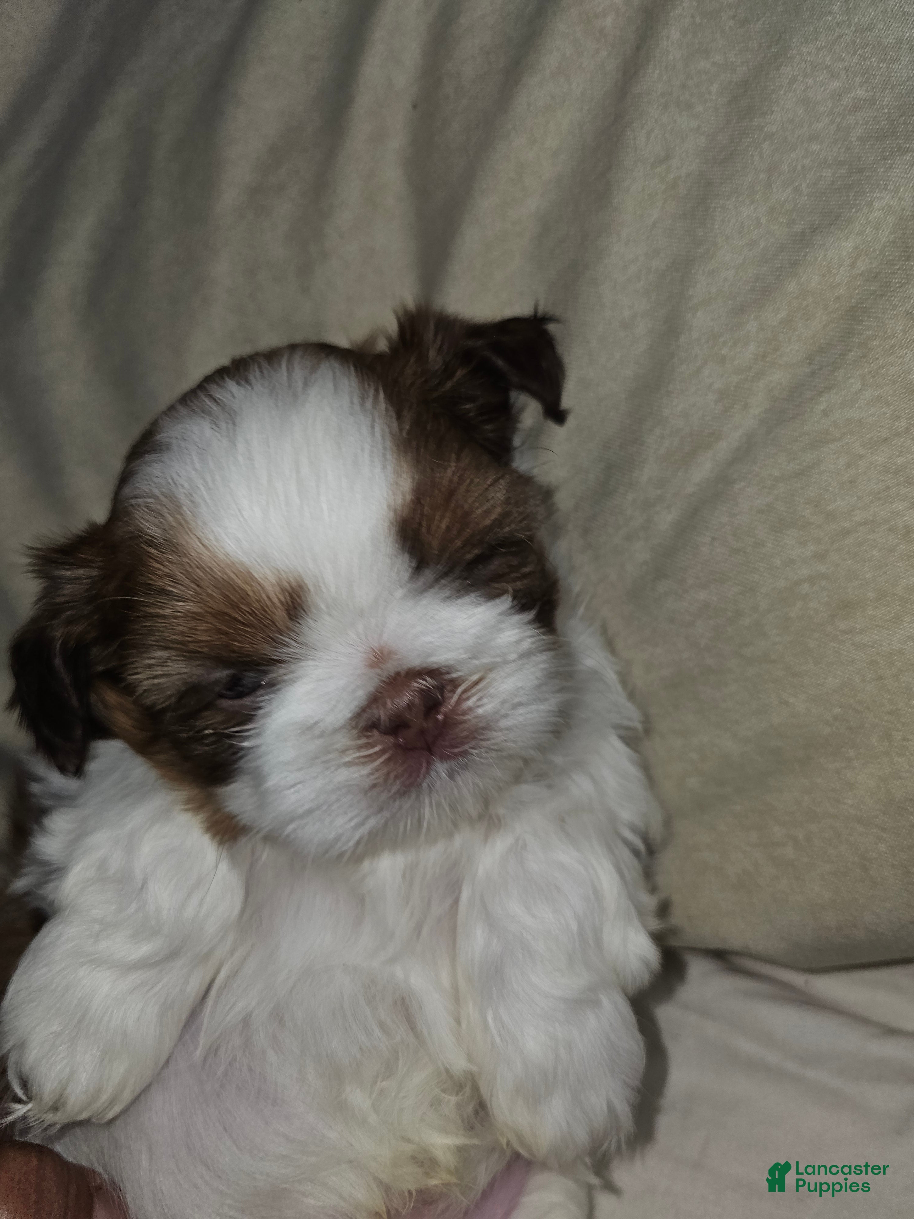 Shih Tzu dogs Ru Paw - Ad 14