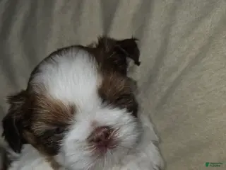 Shih Tzu dogs Ru Paw - Ad 14