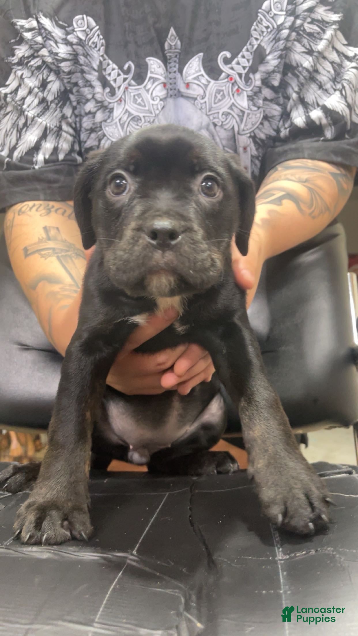 Mixed Breed dogs Kiki - Ad 1