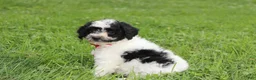 Yorkiepoo dogs for sale: Ryder - Ad 4
