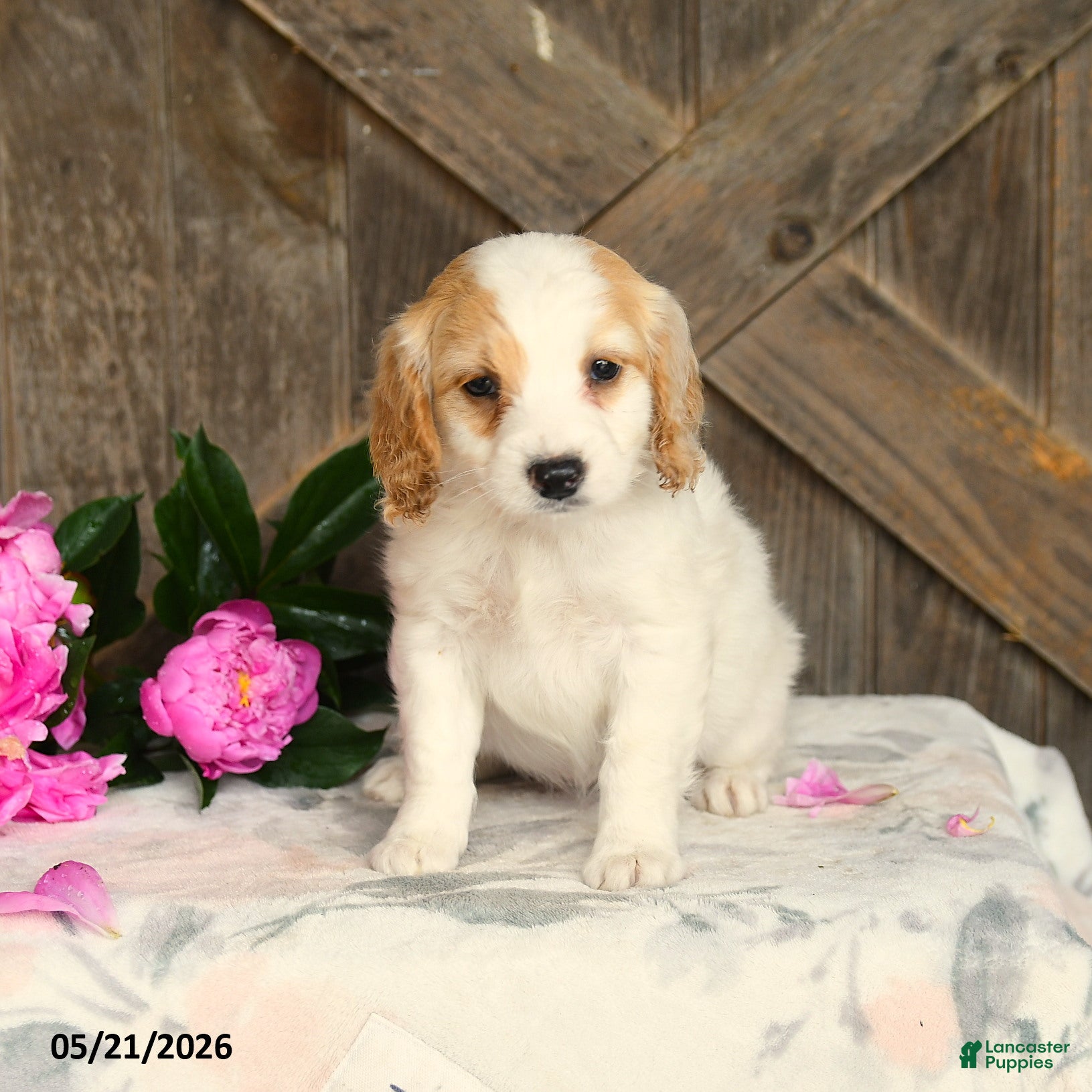 Mini Goldendoodle dogs Jayda - Ad 1