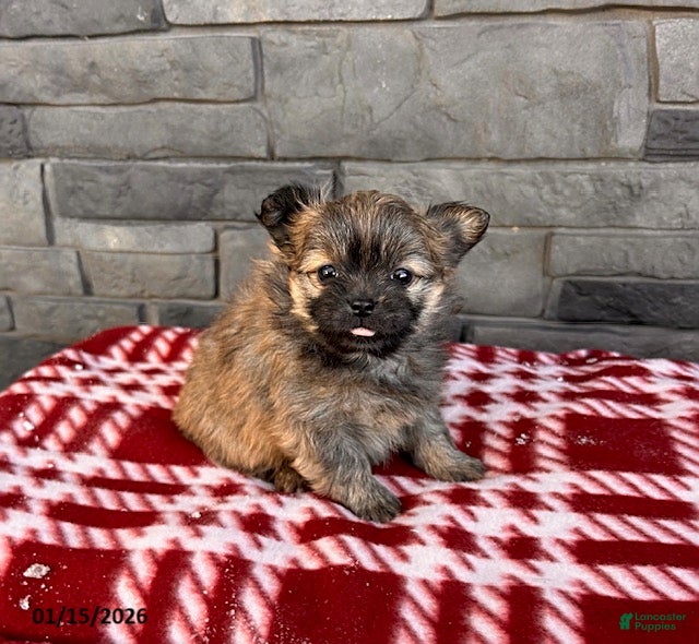 Mixed Breed dogs Gigi - Ad 21