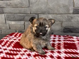 Mixed Breed dogs Gigi - Ad 39