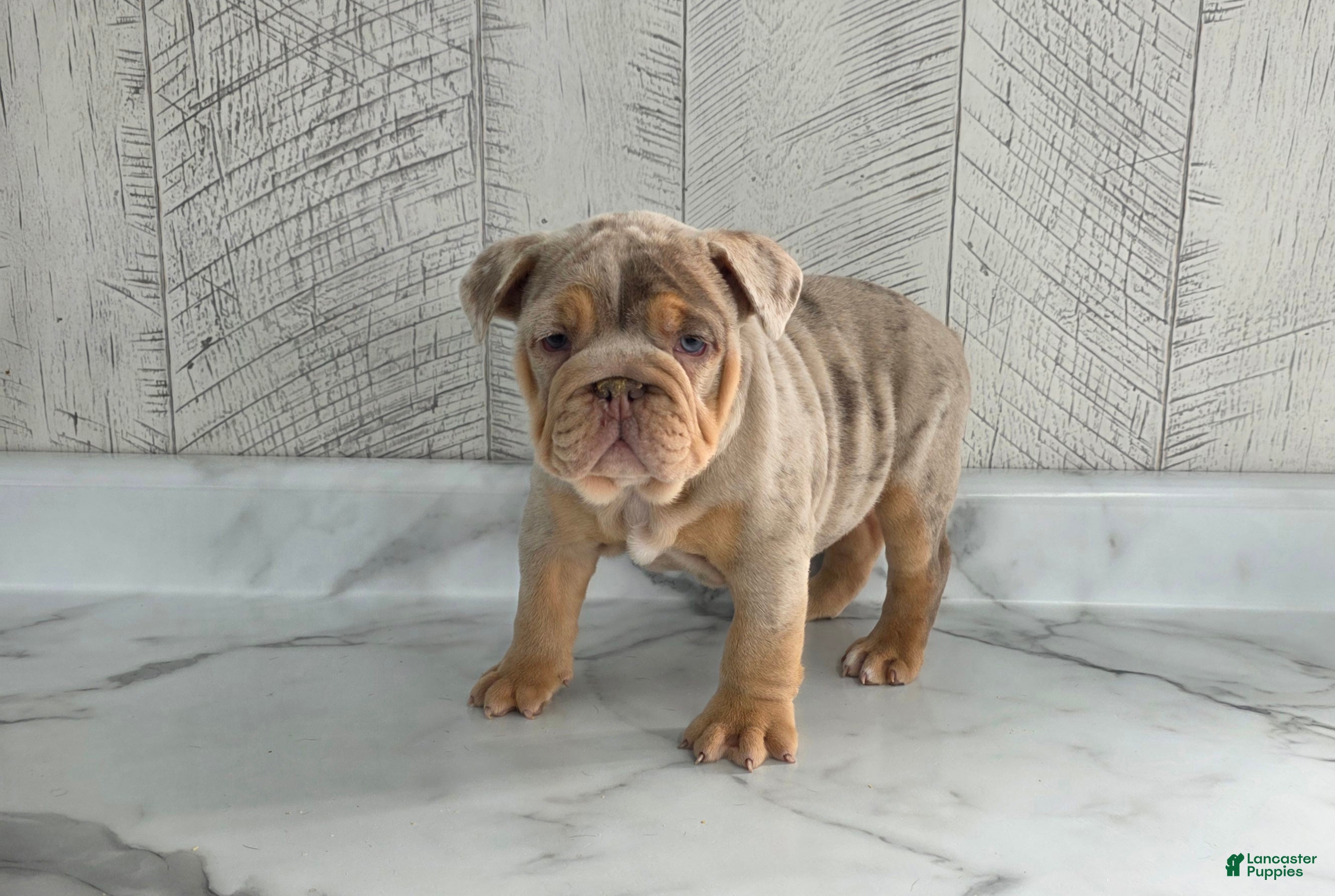 Olde English Bulldogge dogs Stella - Ad 2