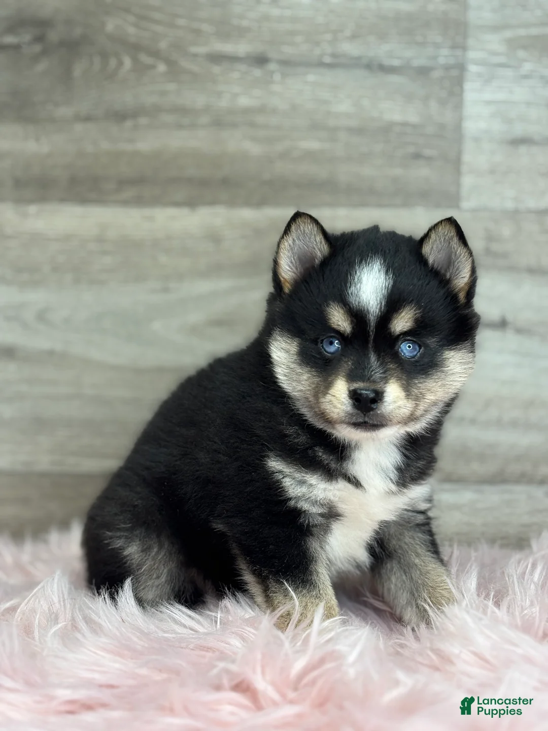 Pomsky dogs for sale: Tobias - Ad 3