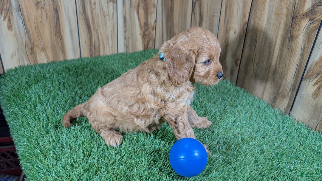 Cavapoo dogs for sale: Milly Boy 1 - Ad 4