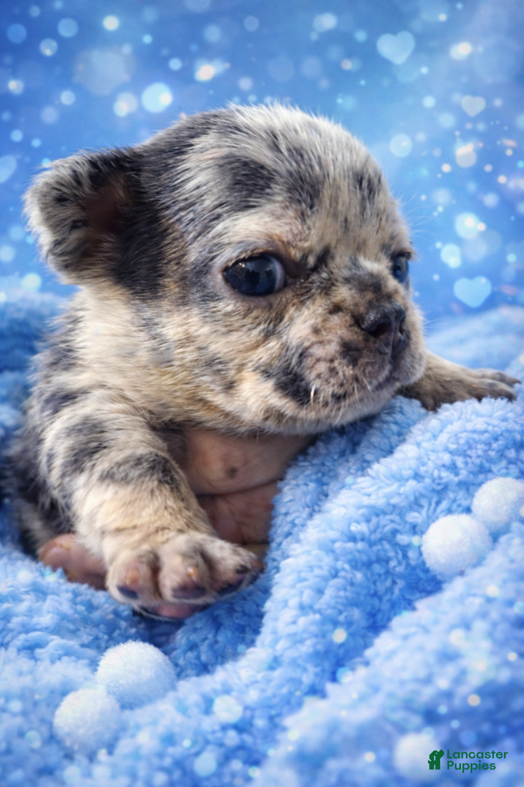 French Bulldog dogs for sale: French Bulldog Puppy 5 - Ad 1