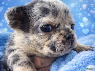 French Bulldog dogs French Bulldog Puppy 5 - Ad 34