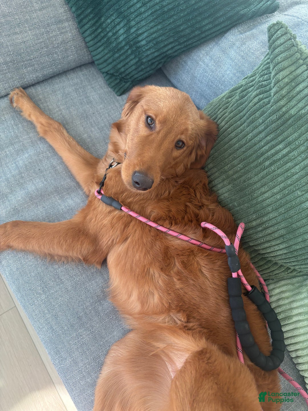 Golden Retriever dogs for sale: Golden Retriever Puppy 1 - Ad 4