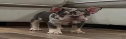 French Bulldog dogs for sale: French Bulldog 3 - Ad 2