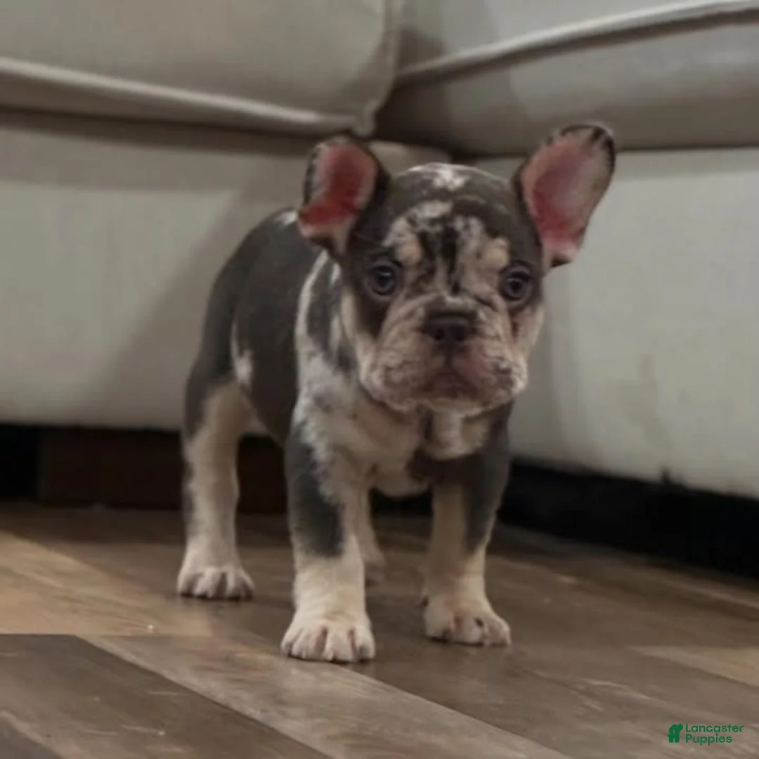 French Bulldog dogs for sale: French Bulldog 3 - Ad 2