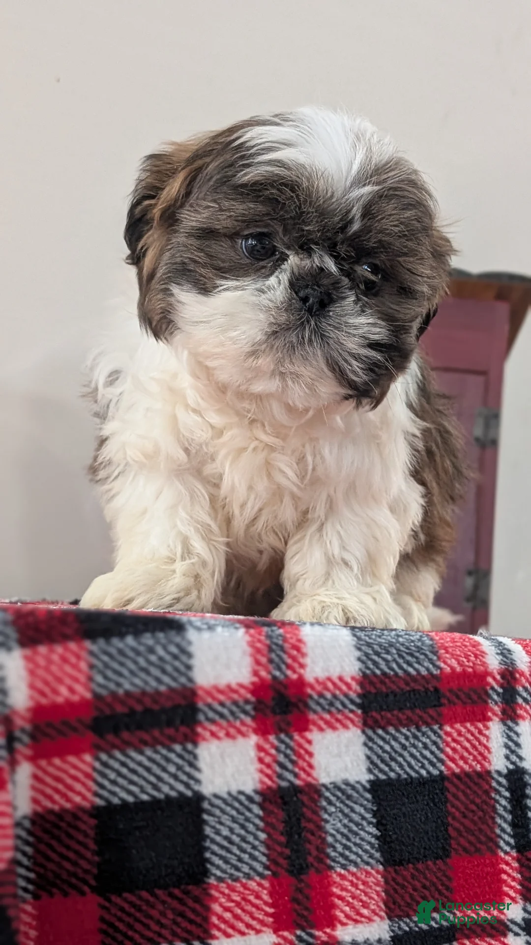 Shih Tzu dogs for sale: Cash - Ad 7