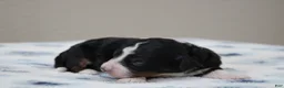 Mini Bernedoodle dogs for sale: Sawyer  - Ad 6
