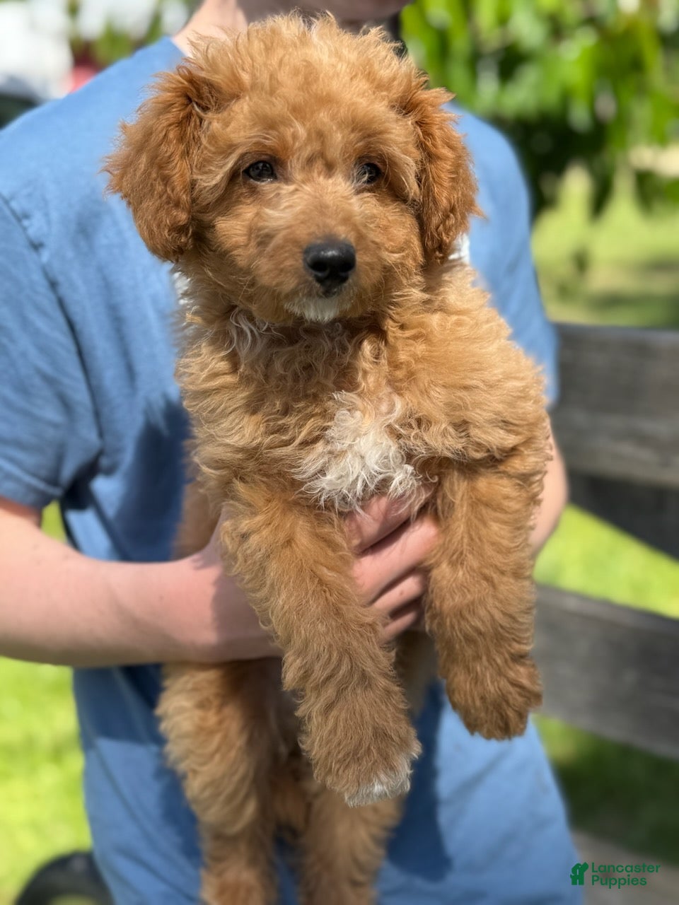 Mini Goldendoodle dogs for sale: Boy - Ad 3