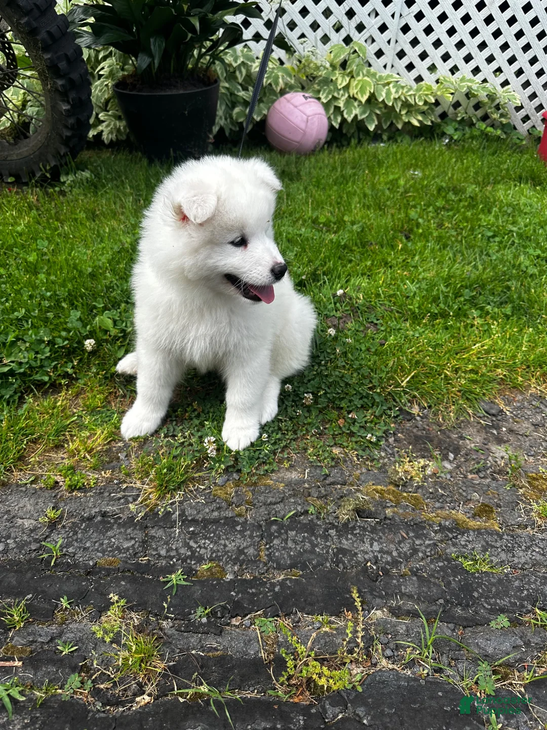 Samoyed dogs for sale: Samoyed 1 - Ad 4