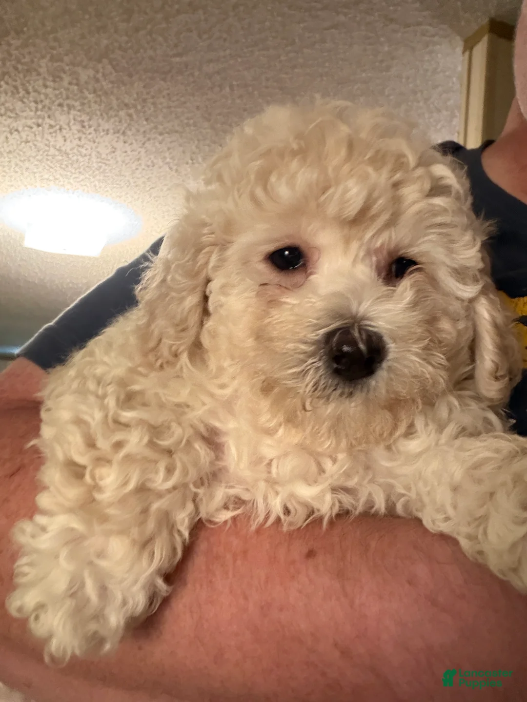 Bichpoo dogs for sale: Patrick - Ad 1