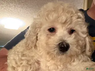 Bichpoo dogs Patrick - Ad 1