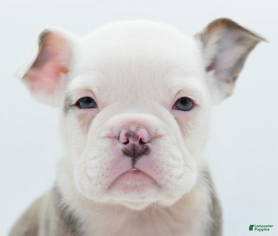 Mixed Breed dogs for sale: Lily tricolor hybrid  - Ad 4