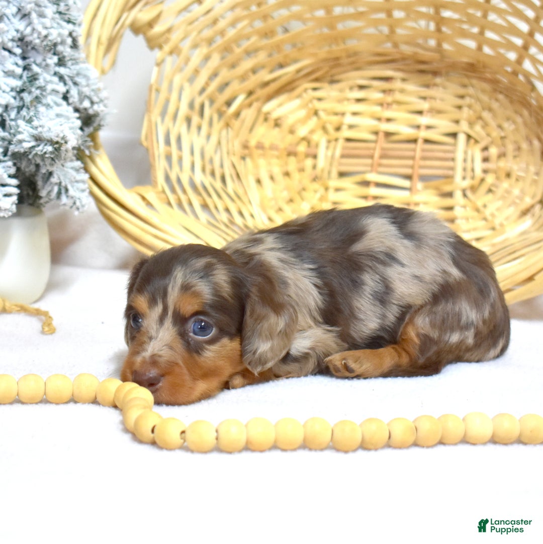 Miniature Dachshund dogs for sale: Latte - Ad 4