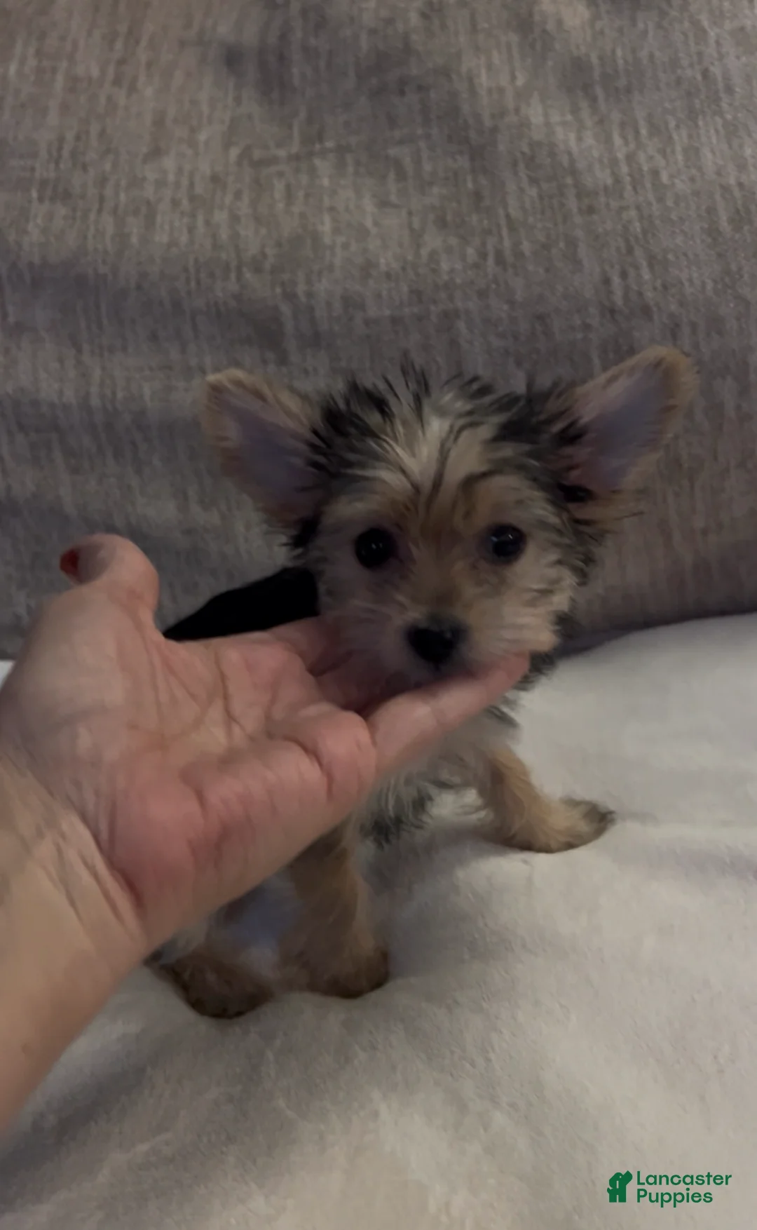 Morkie dogs for sale: Angel - small ! Tiny toy 🧸  - Ad 2