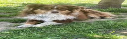 Miniature Australian Shepherd dogs for sale: Miniature Australian Shepherd 2 - Ad 9