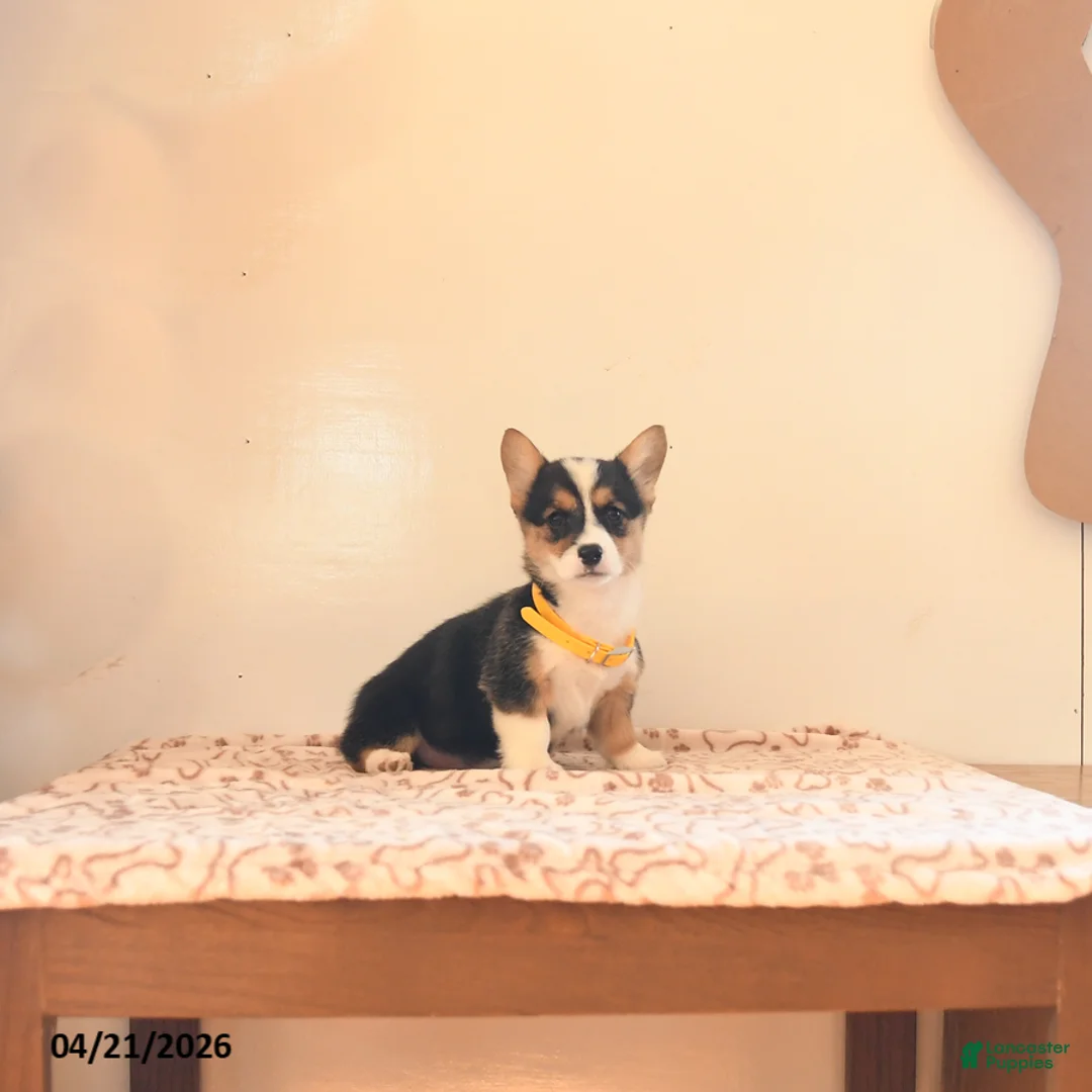 Welsh Corgi Pembroke dogs for sale: Evie - Ad 1