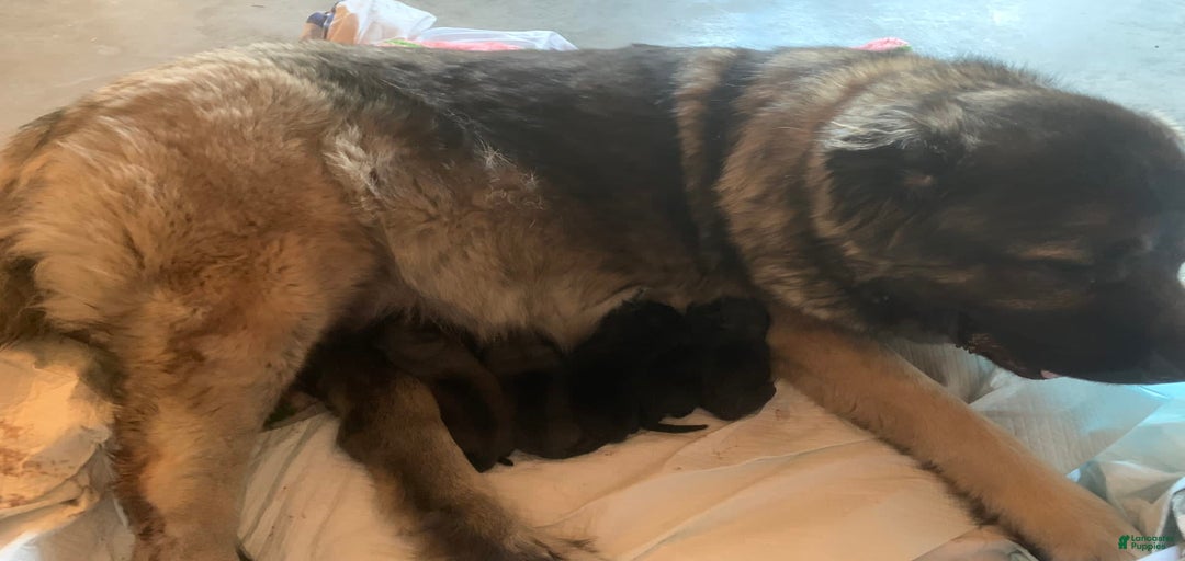 Gallery Image {{count}}