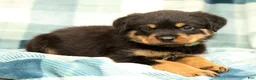 Rottweiler dogs for sale: Thor - Ad 1
